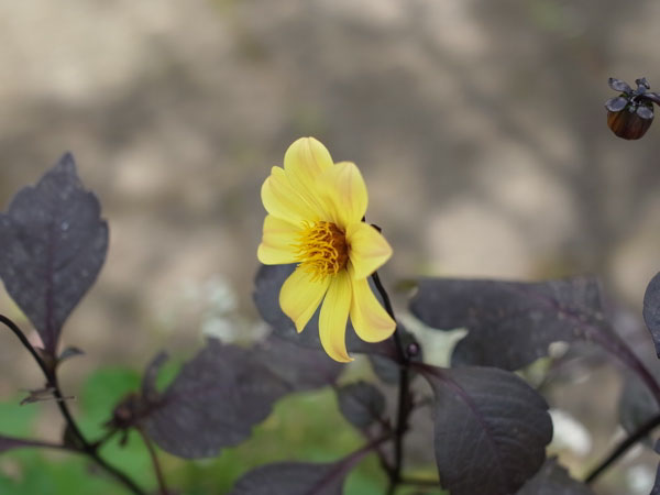 f:id:elmikamino:20100821124854j:image f:id:elmikamino:20100821124854j:image