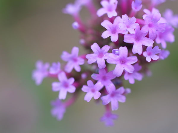 f:id:elmikamino:20100821124855j:image f:id:elmikamino:20100821124855j:image