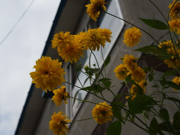 f:id:elmikamino:20100821124856j:image f:id:elmikamino:20100821124856j:image