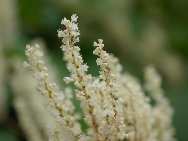 f:id:elmikamino:20100821124900j:image f:id:elmikamino:20100821124900j:image