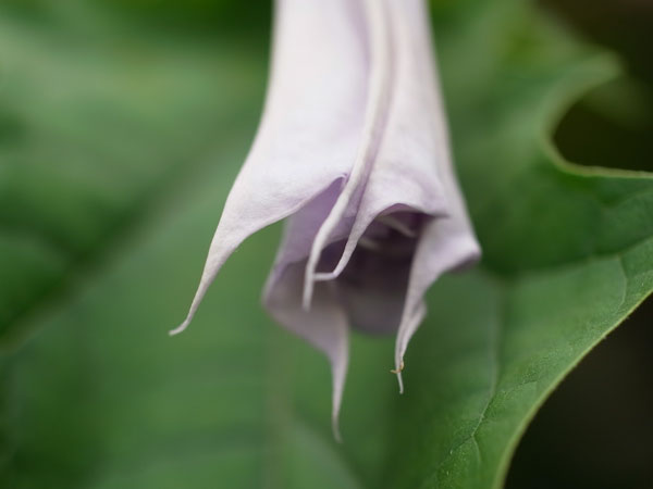 f:id:elmikamino:20100821124902j:image f:id:elmikamino:20100821124902j:image