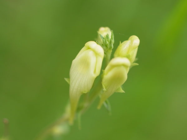 f:id:elmikamino:20100821124905j:image f:id:elmikamino:20100821124905j:image