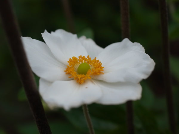 f:id:elmikamino:20100821124910j:image f:id:elmikamino:20100821124910j:image