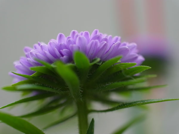 f:id:elmikamino:20100821124913j:image f:id:elmikamino:20100821124913j:image