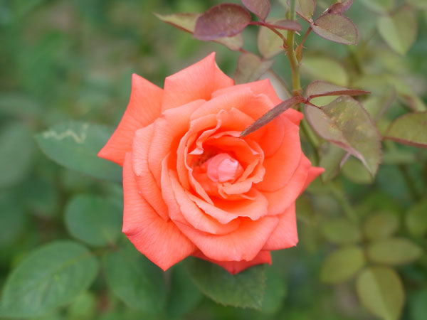 f:id:elmikamino:20100822131617j:image