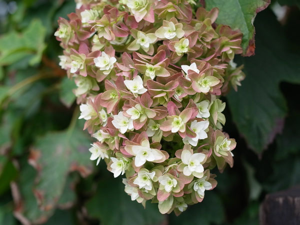 f:id:elmikamino:20100822131620j:image