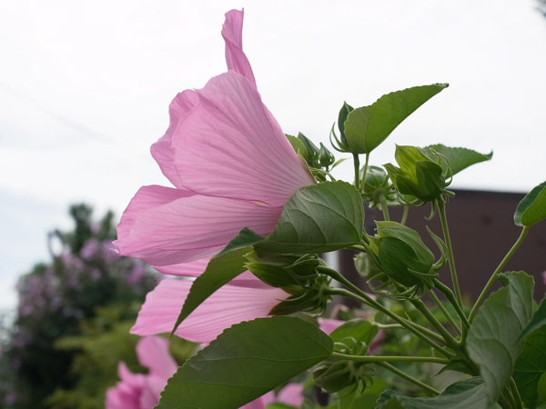 f:id:elmikamino:20100822131621j:image