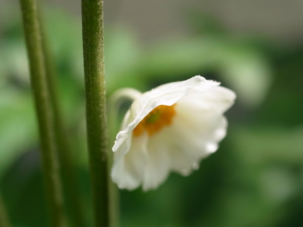 f:id:elmikamino:20100822131624j:image