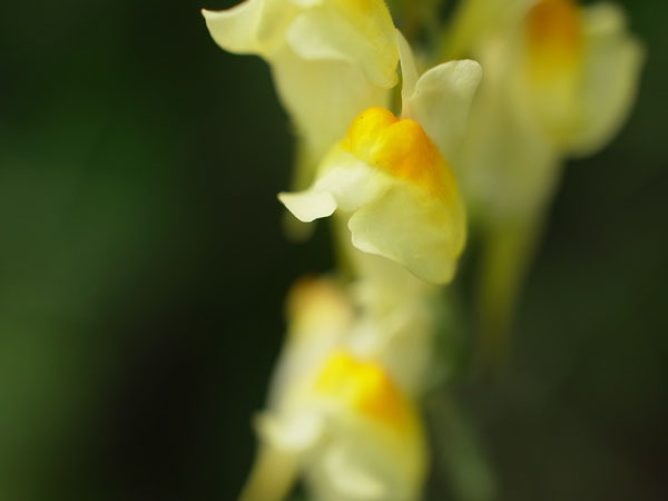 f:id:elmikamino:20100822131625j:image