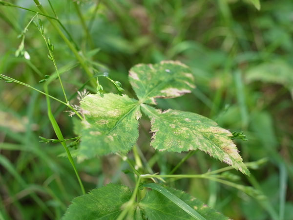 f:id:elmikamino:20100822131627j:image