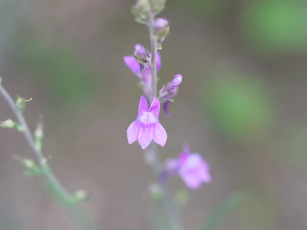 f:id:elmikamino:20100822131628j:image