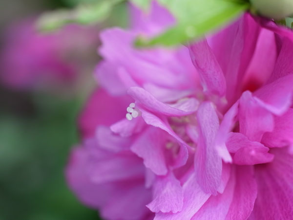 f:id:elmikamino:20100822131632j:image