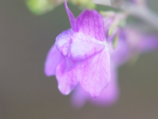 f:id:elmikamino:20100822131633j:image