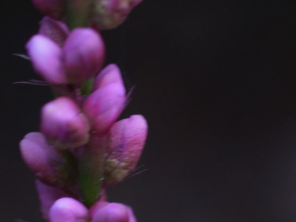 f:id:elmikamino:20100822155006j:image