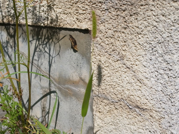 f:id:elmikamino:20100828130157j:image