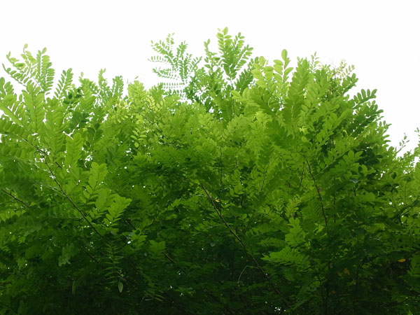 f:id:elmikamino:20100829122123j:image