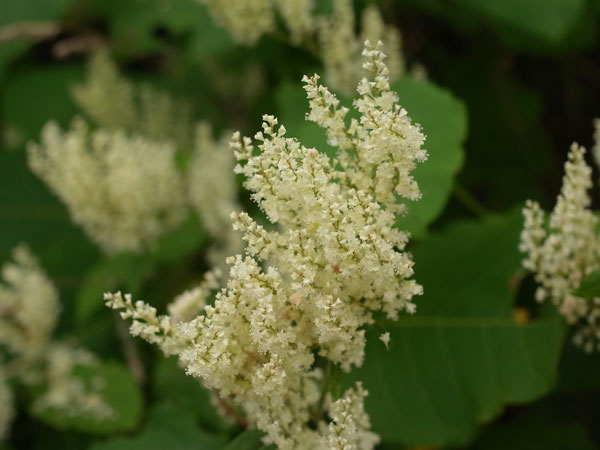 f:id:elmikamino:20100829122124j:image