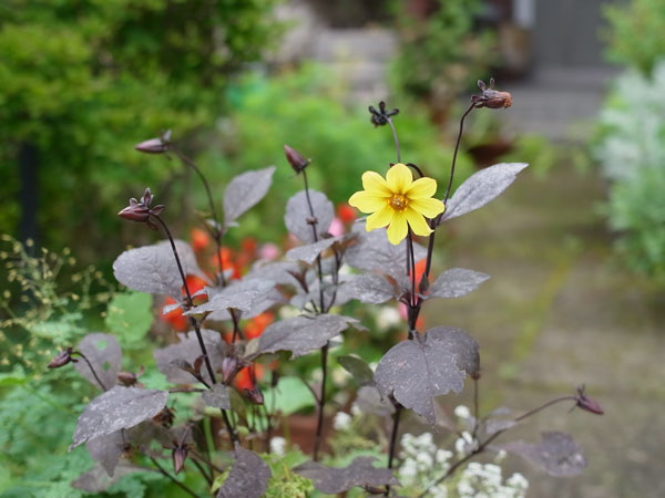 f:id:elmikamino:20100829122126j:image