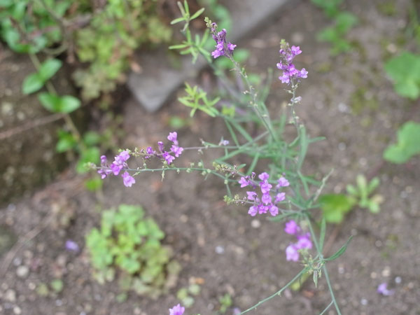 f:id:elmikamino:20100829122128j:image