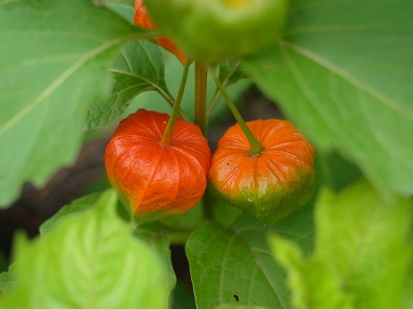 f:id:elmikamino:20100829122129j:image