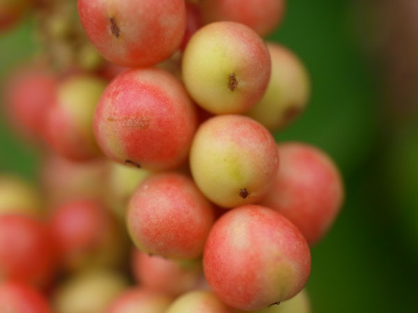 f:id:elmikamino:20100829122130j:image