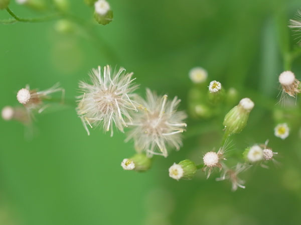 f:id:elmikamino:20100829122131j:image