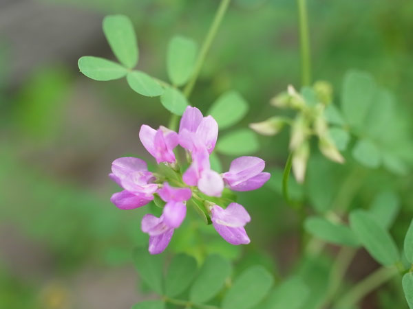 f:id:elmikamino:20100829122133j:image