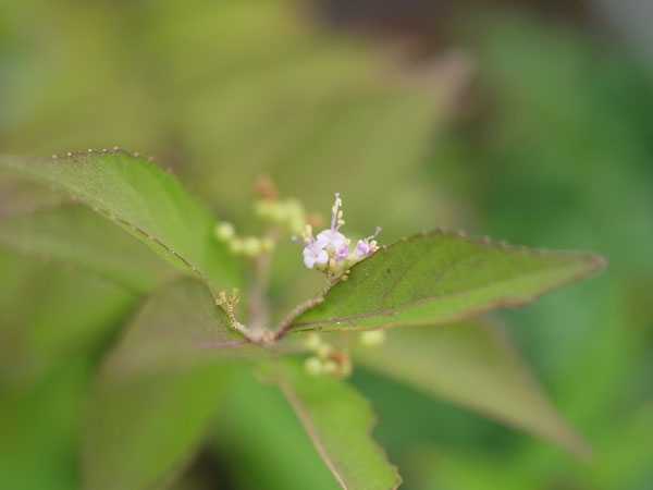 f:id:elmikamino:20100829122134j:image