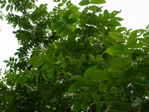 f:id:elmikamino:20100829122135j:image