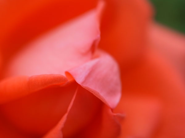 f:id:elmikamino:20100829122137j:image