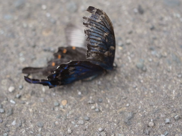 f:id:elmikamino:20100829122139j:image