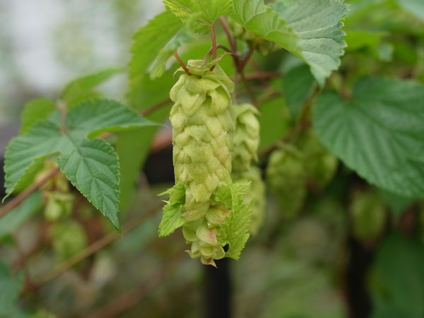 f:id:elmikamino:20100829122140j:image