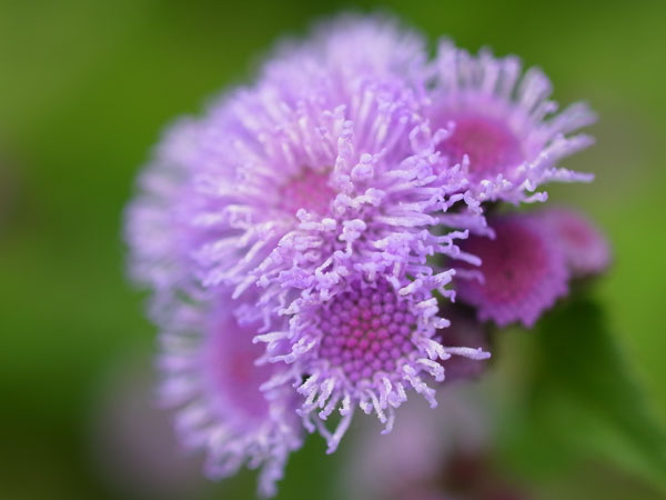 f:id:elmikamino:20100829122143j:image