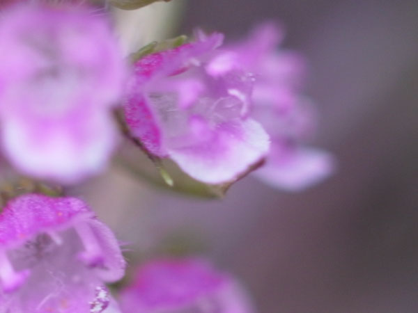 f:id:elmikamino:20100829122145j:image