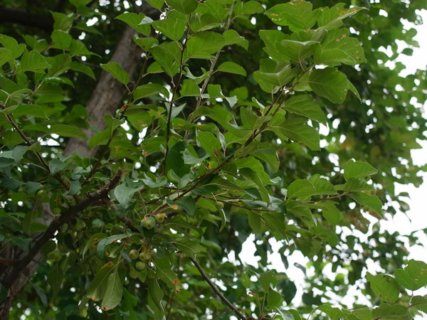 f:id:elmikamino:20100829122149j:image