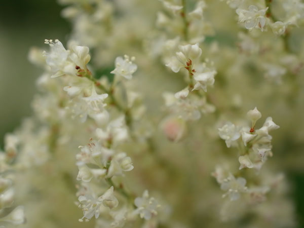 f:id:elmikamino:20100829122150j:image