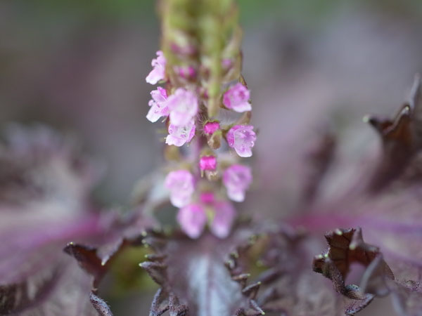 f:id:elmikamino:20100829122151j:image