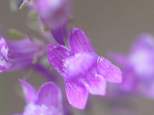 f:id:elmikamino:20100829122152j:image