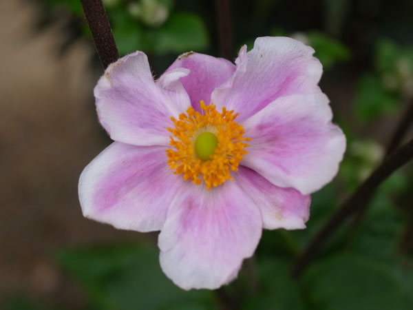 f:id:elmikamino:20100829122154j:image