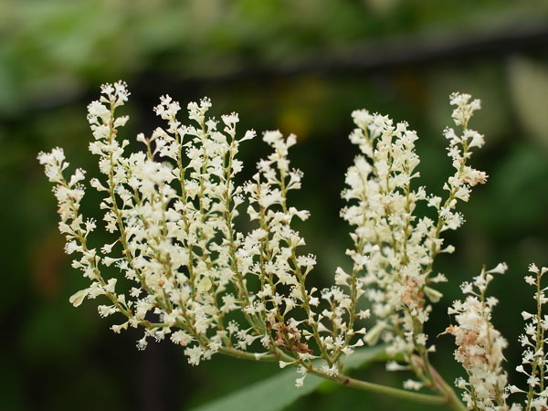 f:id:elmikamino:20100829122155j:image