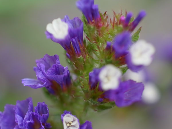 f:id:elmikamino:20100829122157j:image