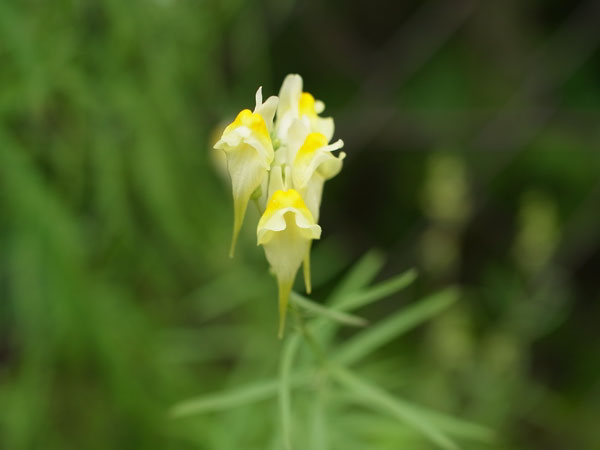 f:id:elmikamino:20100829122158j:image