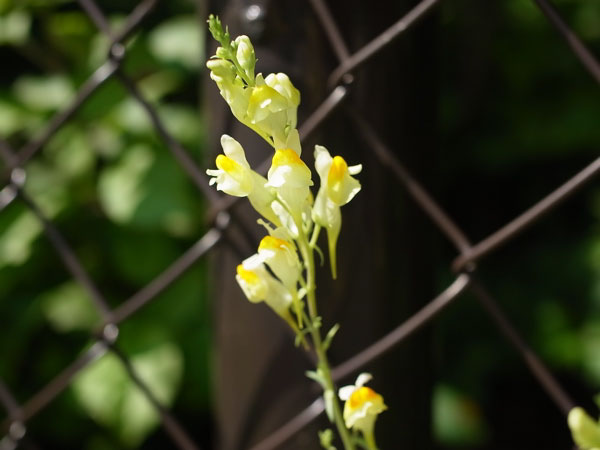 f:id:elmikamino:20100901125111j:image