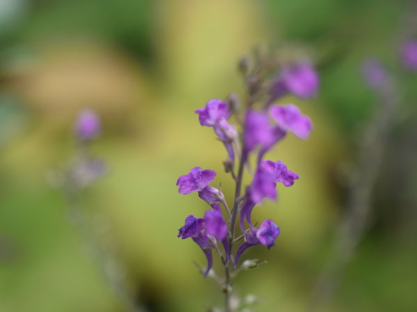 f:id:elmikamino:20100901125113j:image