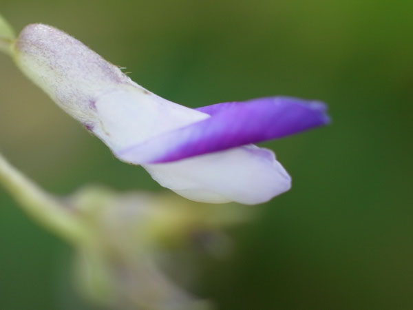 f:id:elmikamino:20100901125117j:image