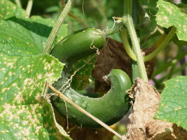 f:id:elmikamino:20100901125119j:image