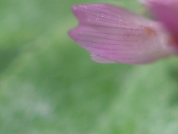 f:id:elmikamino:20100901125126j:image