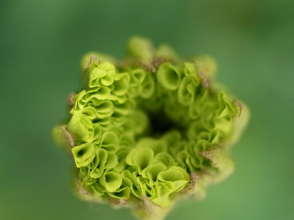 f:id:elmikamino:20100901125129j:image
