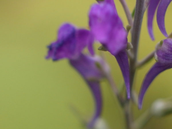f:id:elmikamino:20100901125131j:image