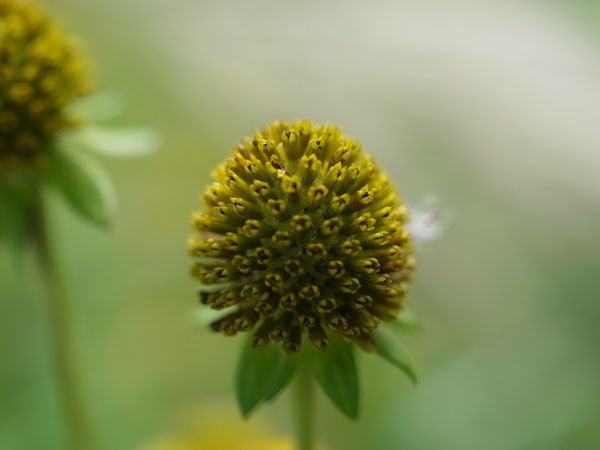 f:id:elmikamino:20100901125133j:image